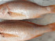 Caribbean Red Snappers