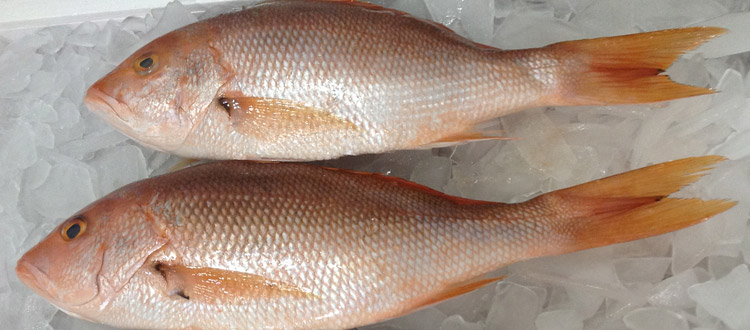 Renae's Red Snapper - Wholesale information