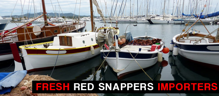 Red Snappers Importers