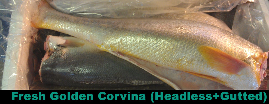 Golden-Corvina-Headless-Gutted