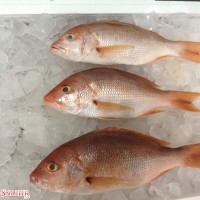 spanish red snapper